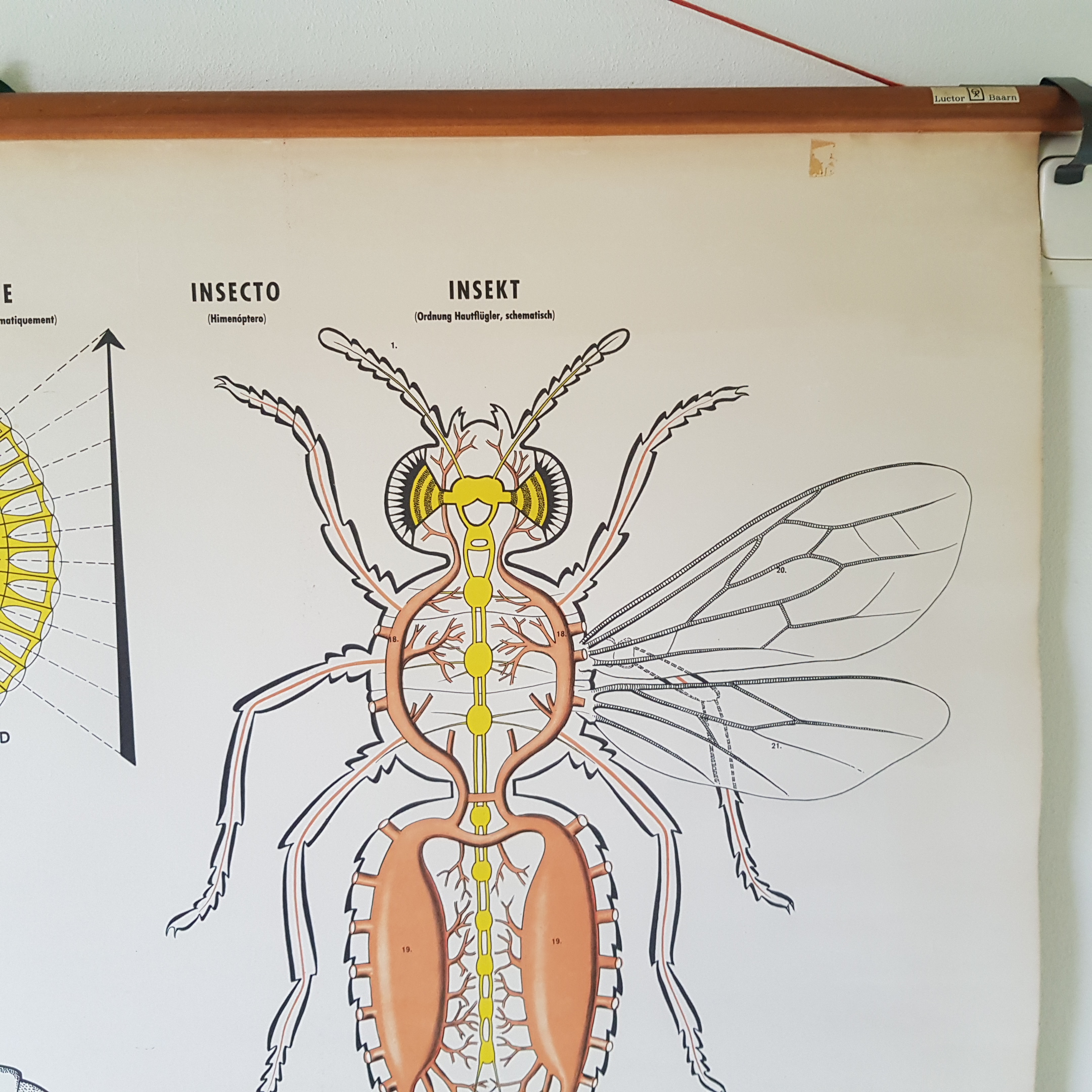 Het insektenoog