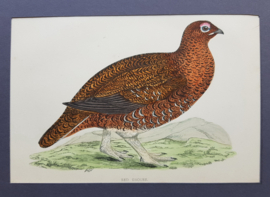 Sneeuwhoen,  Morris / Lydon  ca 1900