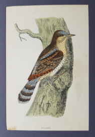Draaihals,  Morris / Lydon  ca 1900