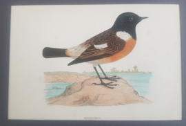 Roodborsttapuit,   Morris / Lydon   ca 1900