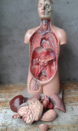 Anatomische torso, levensgroot.