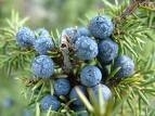 20 ml - Juniper (jeneverbes) -  doseer pipet - etherische olie