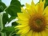200 ml Zonnebloem massage olie