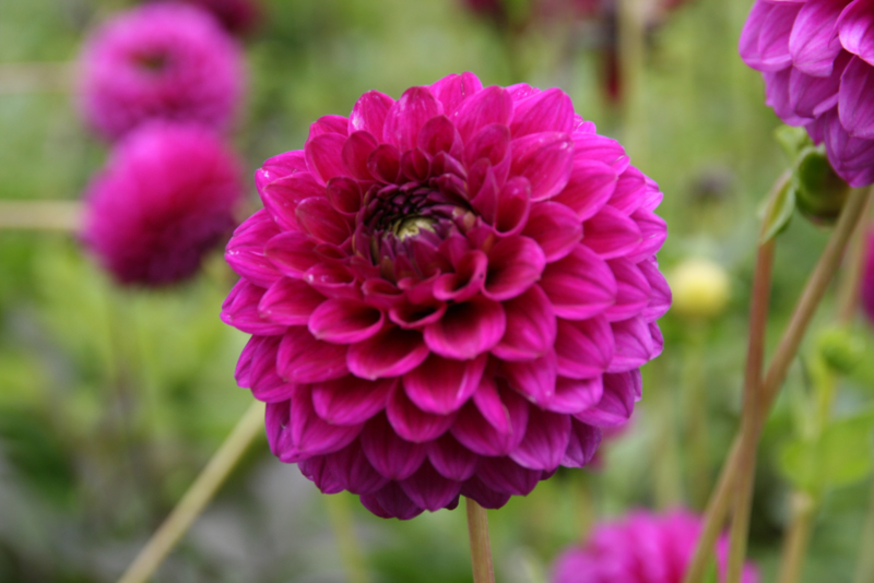 Dahlia Cryfield Harmony Dahlia Collection Stekplek