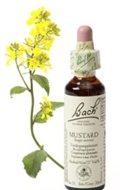 Mustard