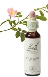 Wild Rose