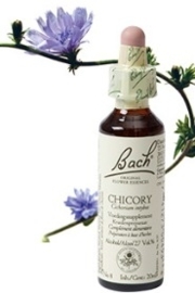 Chicory