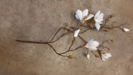 magnolia tak