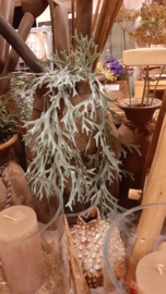 deerhorn plant