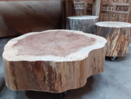 sequoia boomstamtafel op wielen