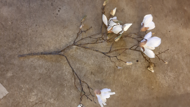 magnolia tak