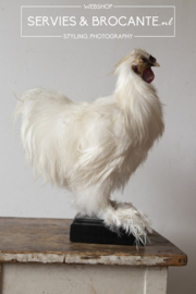 Stuffed silkie rooster