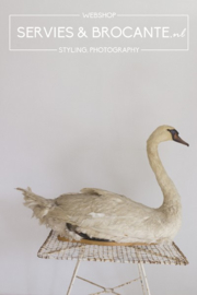 Stuffed swan