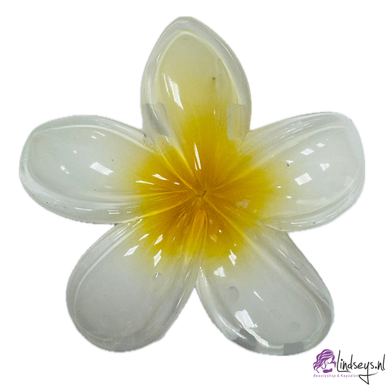 Frangipani Bloem - Haarklem – Island Plumeria - 1st