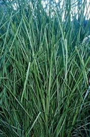 10 ml.Vetiver (Vetiveria zizanoides) bio, Madagaskar.