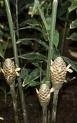 10 ml. Gember (zingiber officinalis) Bio, Madagascar