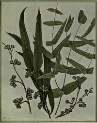 Eucalyptus smithii BIO 5 ml