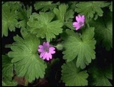 10 ml. Geranium (pelargonium graveolens) Egypte merk Pranarom