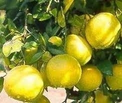 Grapefruit (Pompelmoes) 5 ml