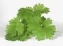 10 ml. koriander (coriandrum sativum) merk Pranarom