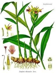 Gember BIO 5 ml