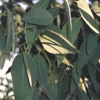 Eucalyptus radiata 5 ml