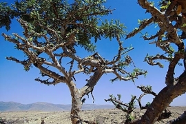 5 ml. Wierook (boswellia carterii), Bio, Ethiopië