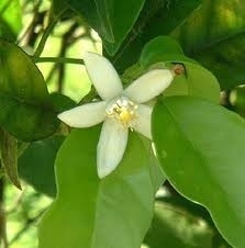 Neroli 1 ml