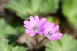 Geranium 10 ml