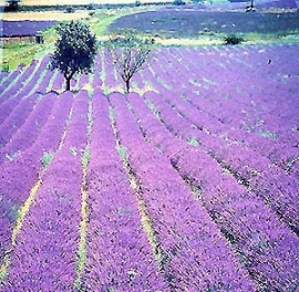 Nieuw: berglavendel uit de Haute Provence