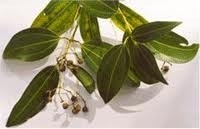 Kaneel, blad 5 ml