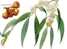 Eucalyptus, BIO 5 ml