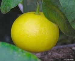 Bergamot bio (citrus bergamia) 5 ml. merk de Levensboom