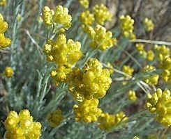 5 ml. Helichryse (helichrysum italicum) Merk Pranarom