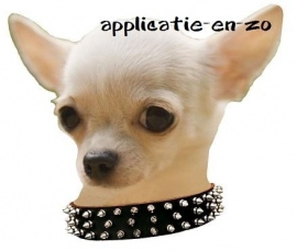 SUPER full color applicatie chihuahua stoer!