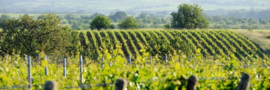 Frankrijk:  Domaine La Colombette - Pinot Noir ´Demi-Muid´