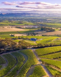 d'Arenberg The Stump Jump Chardonnay