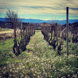 Spanje: Cueva de Lobos Rioja Blanco