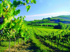 Italië: Albana Vigna della Rocca DOCG (Orange Wine)