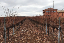 Spanje: Finca Navahermosa SOL Chardonnay