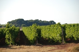 Frankrijk: La Madeleine Saint Jean - Viognier