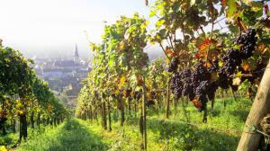 Duitsland – Pfalz | Lenné - Pinot Noir