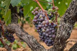 Italië: Feudo di Santa Tresa Integro Primitivo