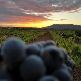 Spanje: Bodegas Pinosa Almorquí Blanco
