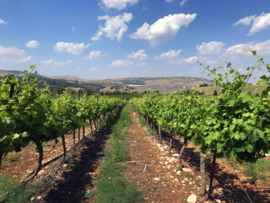 Israel: Dalton Petite Sirah