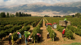 Libanon: Château Ksara - Blanc de L'Observatoire