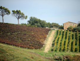 Italië : Saladini Pilastri - Falerio