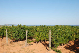 Frankrijk: La Madeleine Saint-Jean Marselan-Merlot