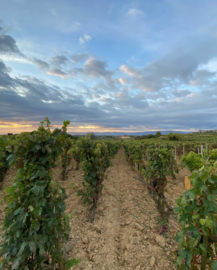 Spanje: Cueva de Lobos Rioja Blanco