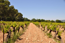 Frankrijk: Domaine de Marotte Cuvée Vieilles Vignes